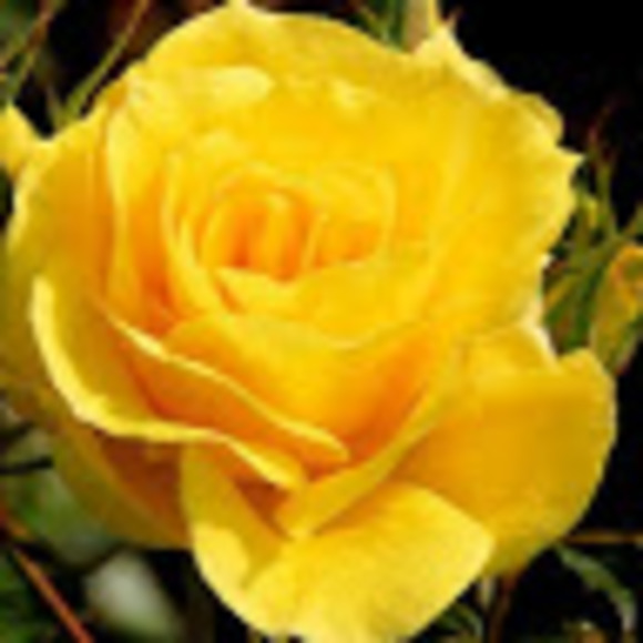 Meet your Posher, Bridget - Picture 1 of 1